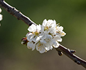 Orchard Blossom 40